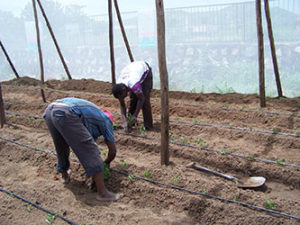 Greenhouse Projects by Missions to Africa